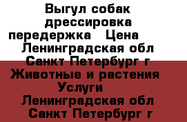 Выгул собак, дрессировка, передержка › Цена ­ 290 - Ленинградская обл., Санкт-Петербург г. Животные и растения » Услуги   . Ленинградская обл.,Санкт-Петербург г.